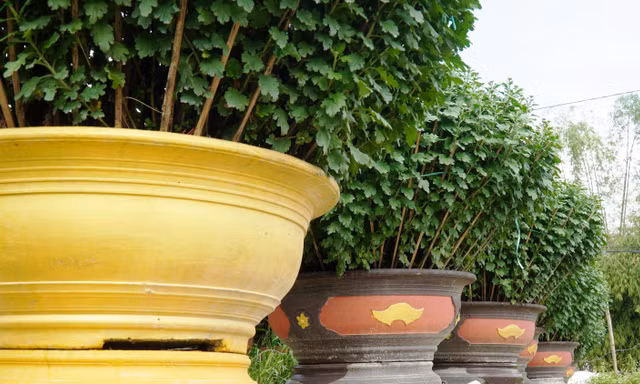 Hoa Tết xứ Huế vẫn ‘nằm vườn’ chờ người mua