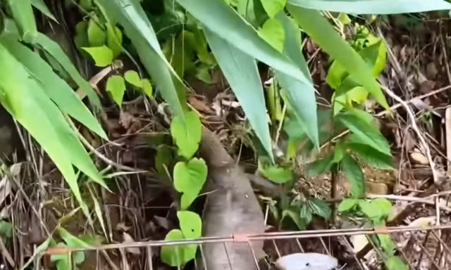 Thả động vật hoang dã quý hiếm vào Vườn Quốc gia Bạch Mã