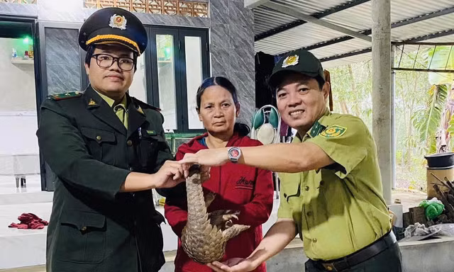 Phát hiện con vật lạ, thân đầy vảy cứng đi lạc vào vườn nhà dân