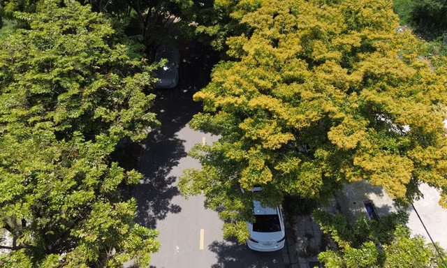 Xao xuyến sắc hoa sưa rực vàng đầu hạ ở xứ Huế