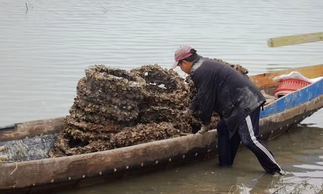 Hồi kết cho nghề nuôi hàu 'lạ lùng' bằng vỏ lốp cao su