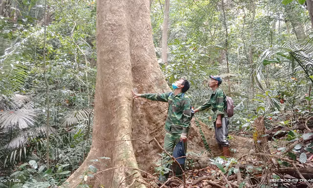 Bảo tồn loài gỗ trắc, giáng hương quý ở miền Tây Quảng Trị