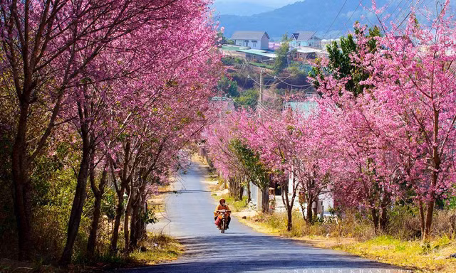 Mai anh đào khoe sắc trên phố núi Đà Lạt