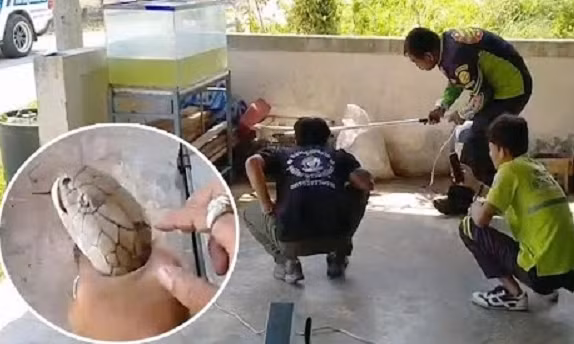 Hổ mang chúa 4 mét cố thủ dưới bể cá