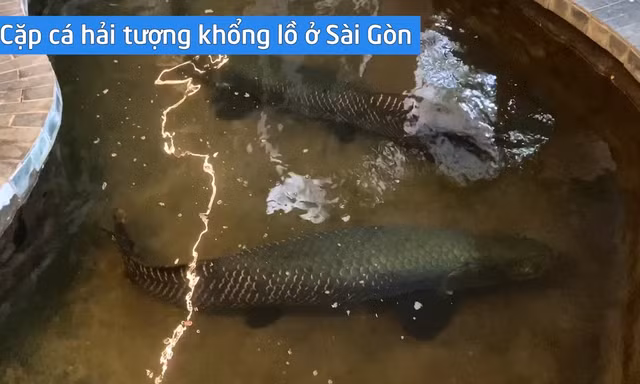 Cặp cá hải tượng khổng lồ trong quán cà phê 