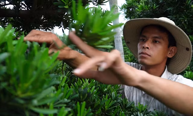 50.000 cây vạn niên tùng phục vụ Tết