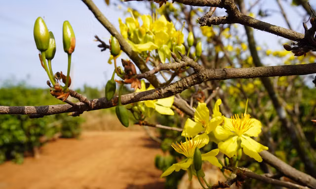 Trồng mai rừng làm bờ rào