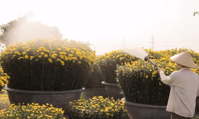 Hoa cúc 'khổng lồ' 16 triệu đồng mỗi cặp