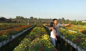 Làng hoa Sa Đéc hút khách du Xuân