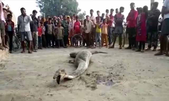 Trăn mò vào khu dân cư nuốt trọn dê