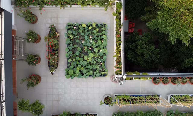 Làm hồ sen trên sân thượng 400 m2