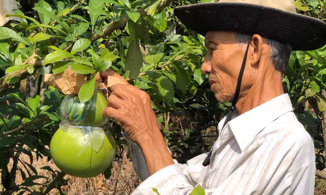 Vườn đào tiên hồ lô thu tiền tỷ dịp Tết Nguyên đán