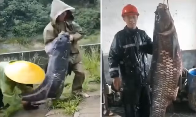 Xác cá trắm đen nặng 73 kg