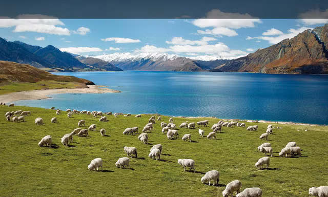 Bài dự thi “New Zealand - Bật mí trăm điều thú vị”: New Zealand và niềm mơ của bố