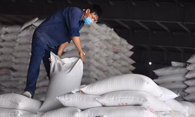 Đối thủ 'trượt dốc', giá gạo Việt xuất khẩu neo cao, đắt nhất thế giới