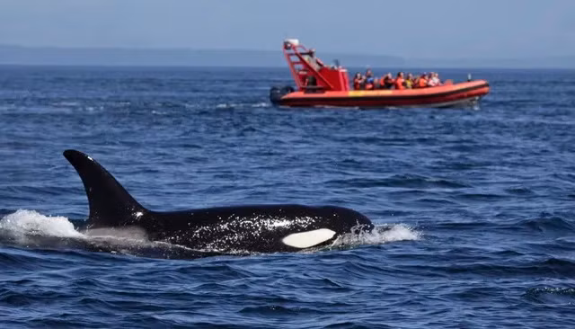 Cá voi tấn công và làm chìm thêm một du thuyền