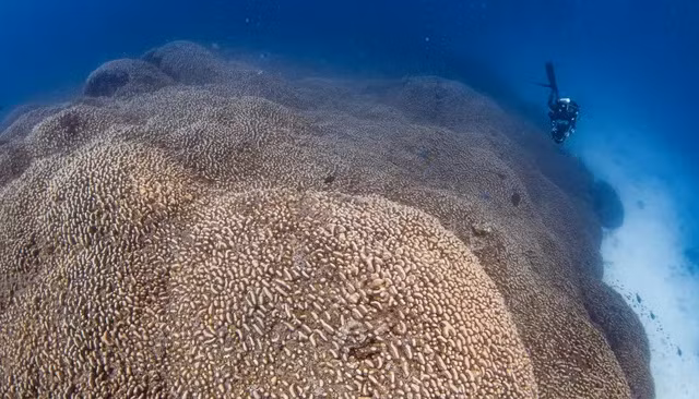 Tình cờ phát hiện rạn san hô lớn nhất thế giới 