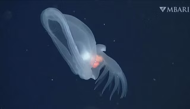 Kỳ lạ sên biển phát sáng bắt ruồi Venus dưới biển sâu