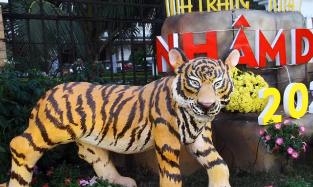 “Chúa sơn lâm” tại phố biển Nha Trang rất oai hùm
