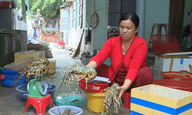 Tôm hùm nhà bà Thoa chết hàng loạt nên phải bán giá rẻ. Ảnh L.H
