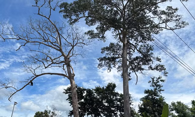 Cây di sản hàng trăm tuổi ở Khánh Hòa bất ngờ bị chết