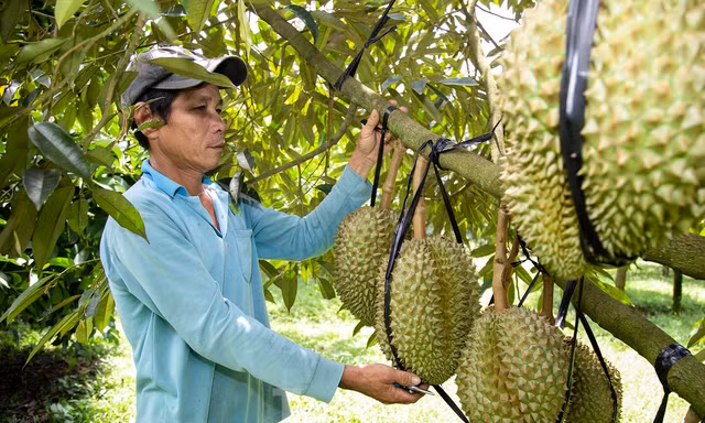 Sầu riêng Khánh Sơn sản xuất đến đâu, bán hết đến đó