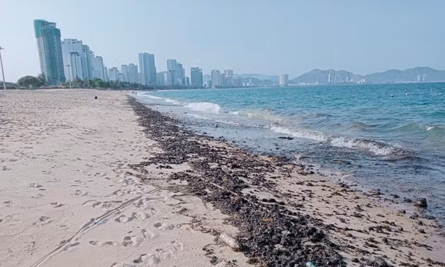Chủ tịch Khánh Hòa chỉ đạo xử lý việc vón dầu, xả thải ở biển Nha Trang