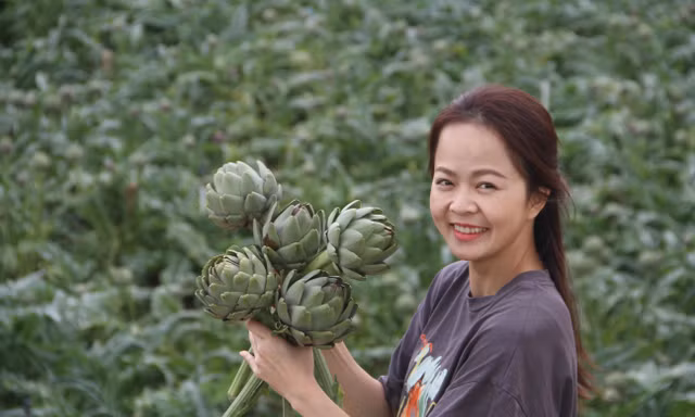Loài hoa Atiso có giá trị dinh dưỡng cao và được trồng nhiều ở Đà Lạt. Ảnh CÔNG HOAN.