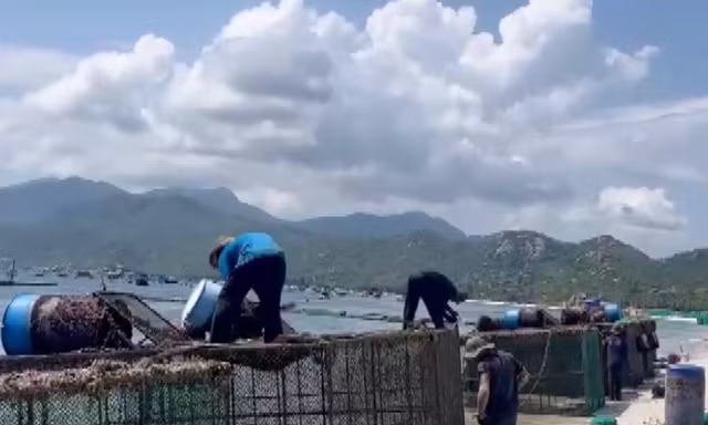 Chủ lồng bè nuôi tôm vẫn cho xả thải xuống biển ven vịnh Cam Ranh