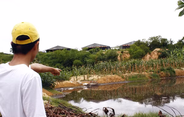 Trại heo tra tấn hàng trăm hộ dân