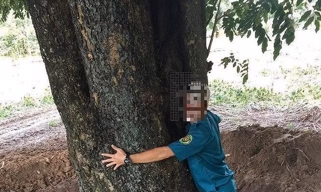 Xử lý nhiều lãnh đạo liên quan vụ cây giáng hương 'khủng' biến mất