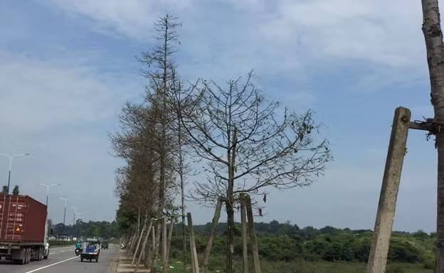 Hàng trăm cây xanh bị sâu ăn trụi.