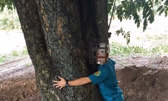 Hé lộ cán bộ tiếp tay 'đào trộm' gỗ quý hồ Dầu Tiếng
