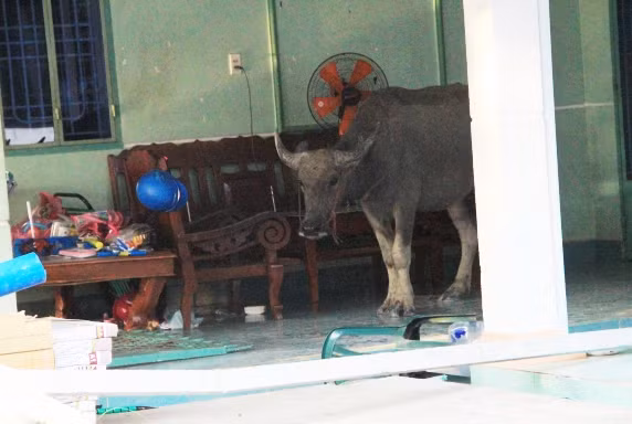 'Trâu điên' húc nhiều người nhập viện ở Bình Dương