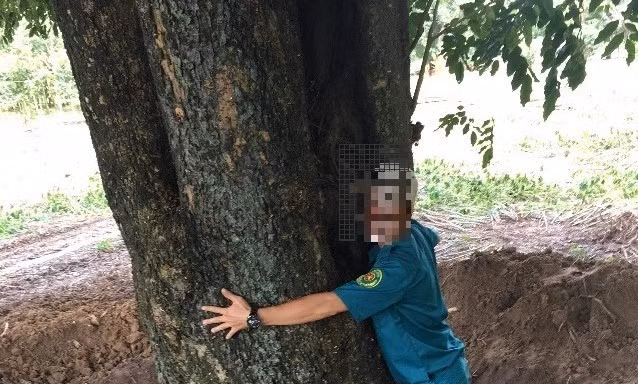 Cây gỗ quý ven hồ Dầu Tiếng 'bốc hơi'