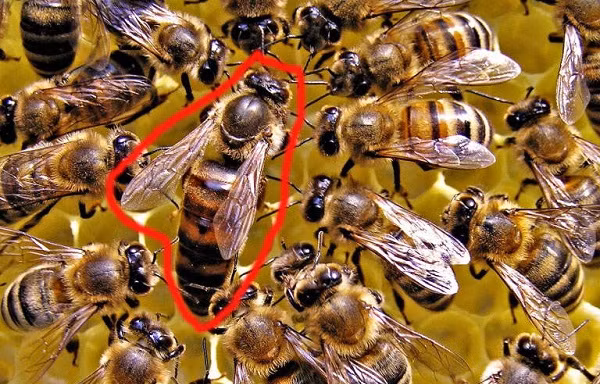1001 thắc mắc: Tại sao ong thợ lại bị ong chúa tẩy não?