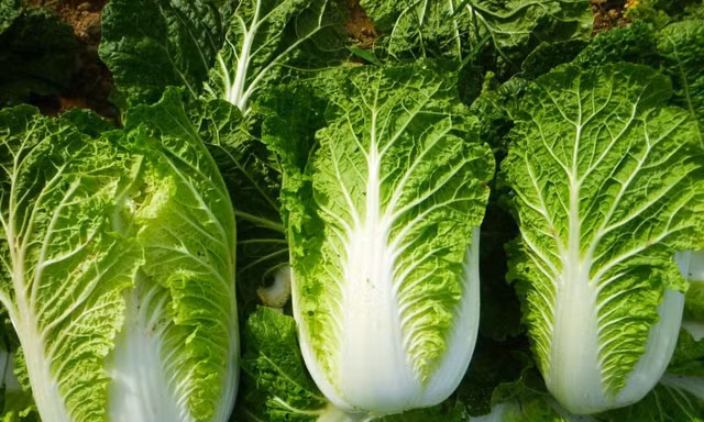 Những người 'đại kỵ' với cải thảo, thèm đến mấy cũng đừng nên ăn