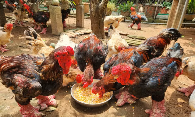 Tranh nhau mua chân gà Đông Tảo 'siêu khủng' để biếu Tết