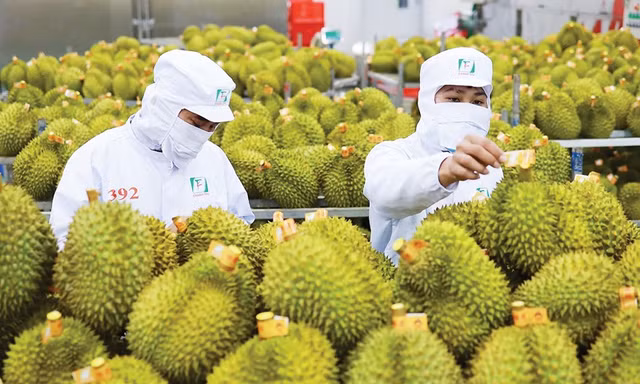 Sầu riêng Việt Nam sắp có ‘hộ chiếu chất lượng’ quốc tế
