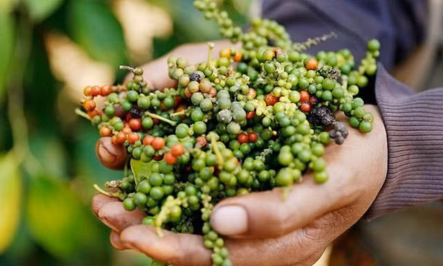 Lý do Việt Nam phải chi hàng chục triệu USD nhập khẩu hồ tiêu mỗi tháng 