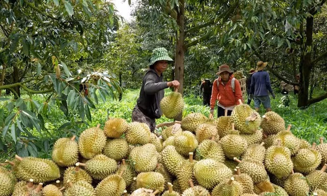 Cám cảnh sầu riêng: Chỉ khi 'sạch từ gốc' mới thực sự ngọt lâu