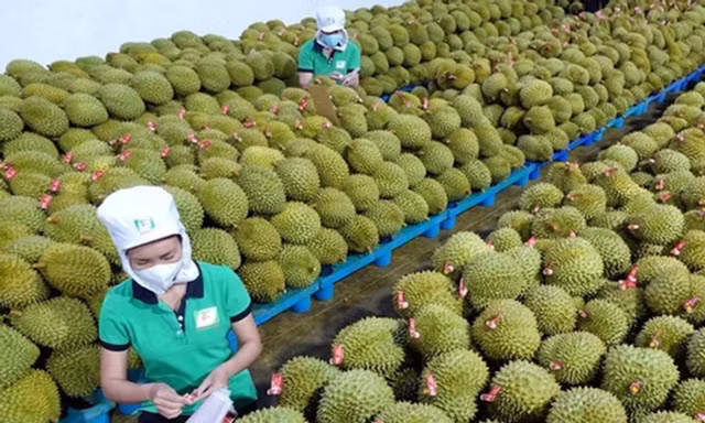 Sầu riêng 'lên ngôi vua' sau nhiều tháng bị thanh long, chuối vượt mặt