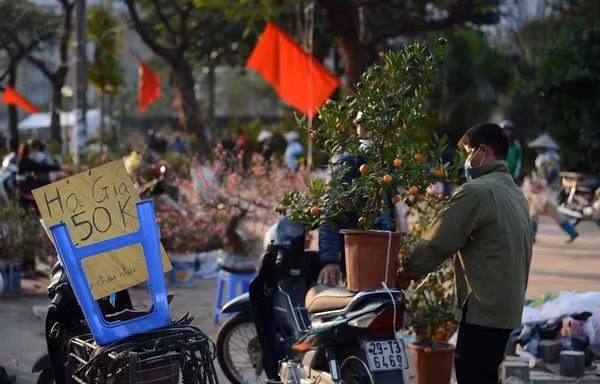 Chiều 30 Tết, đào rừng dán tem thành củi khô, quất bán 'đại hạ giá'
