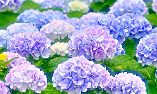 Những loại hoa tươi này có thể gây hại sức khỏe, cần lưu ý khi trưng bày trong nhà