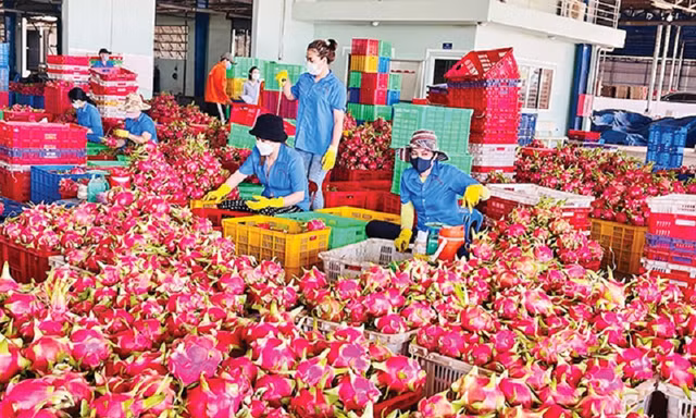 Thanh long bất ngờ soán ngôi 'vua' trái cây Việt Nam