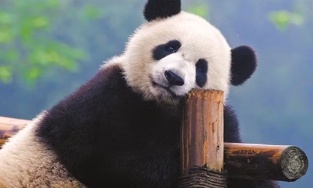 Phát hiện nhóm du khách có hành vi tồi tệ với gấu trúc