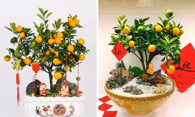 Sau khi chơi Tết, tận dụng ngay quả quất vừa tốt cho đường huyết lại khỏe cho xương
