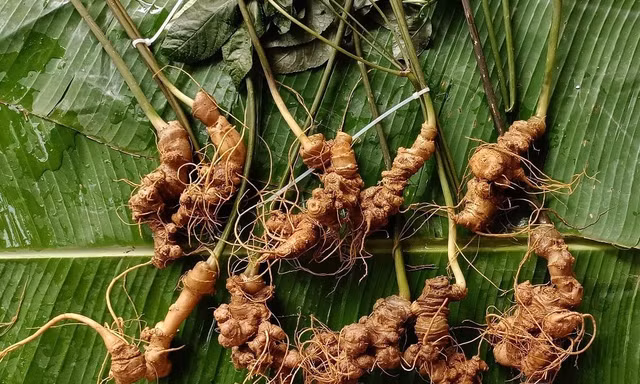 Sâm Lai Châu – 'Báu vật' giữa đại ngàn và giấc mơ thương hiệu quốc gia