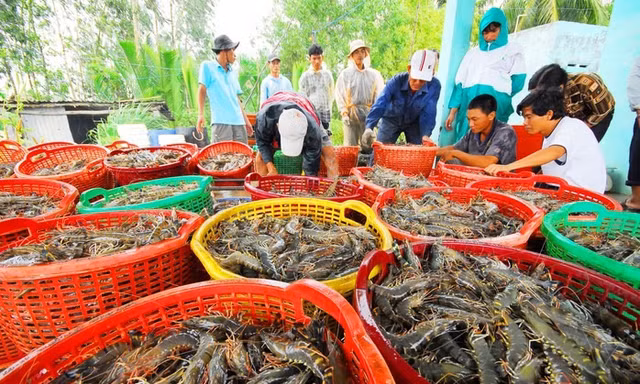 Xuất khẩu thủy sản sắp cán mốc 10 tỷ USD, lộ diện 2 mặt hàng ‘ngôi sao’