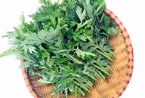 Rau ngải cứu rất tốt nhưng có thể là ‘thuốc độc’ với một số người